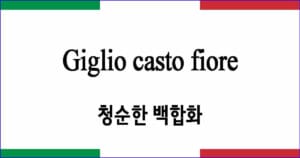 Giglio casto fiore “청순한 백합화”
